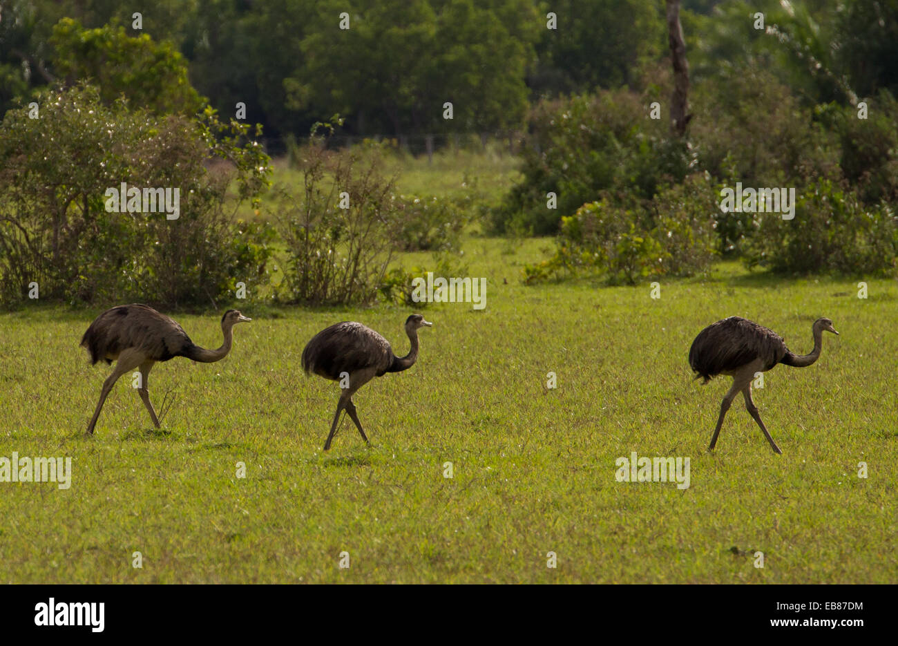 Rhea (Rhea americana) family group in Pantanal Stock Photo