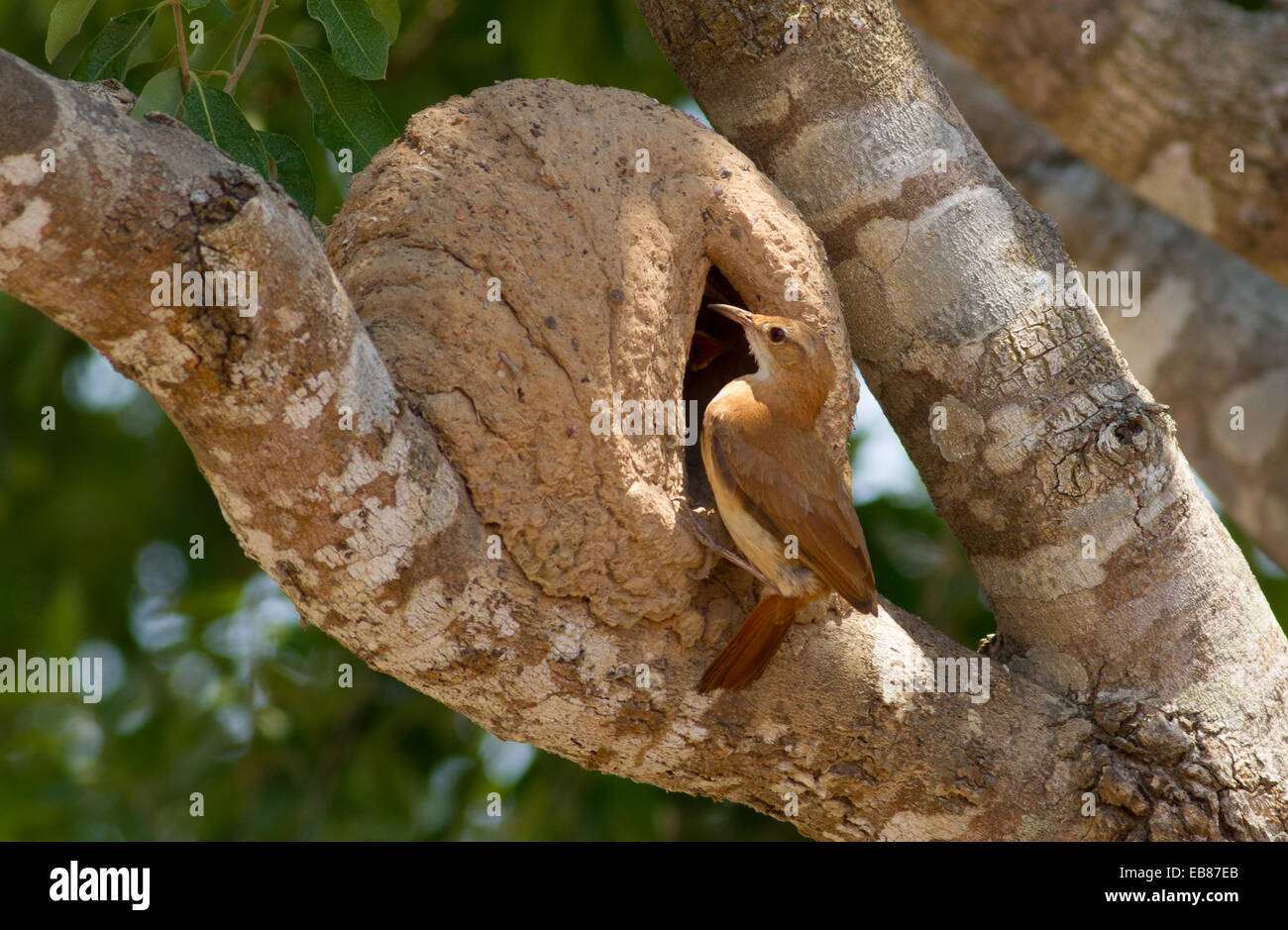 Rufous Hornero (Furnarius rufus) aka Ovenbird Stock Photo