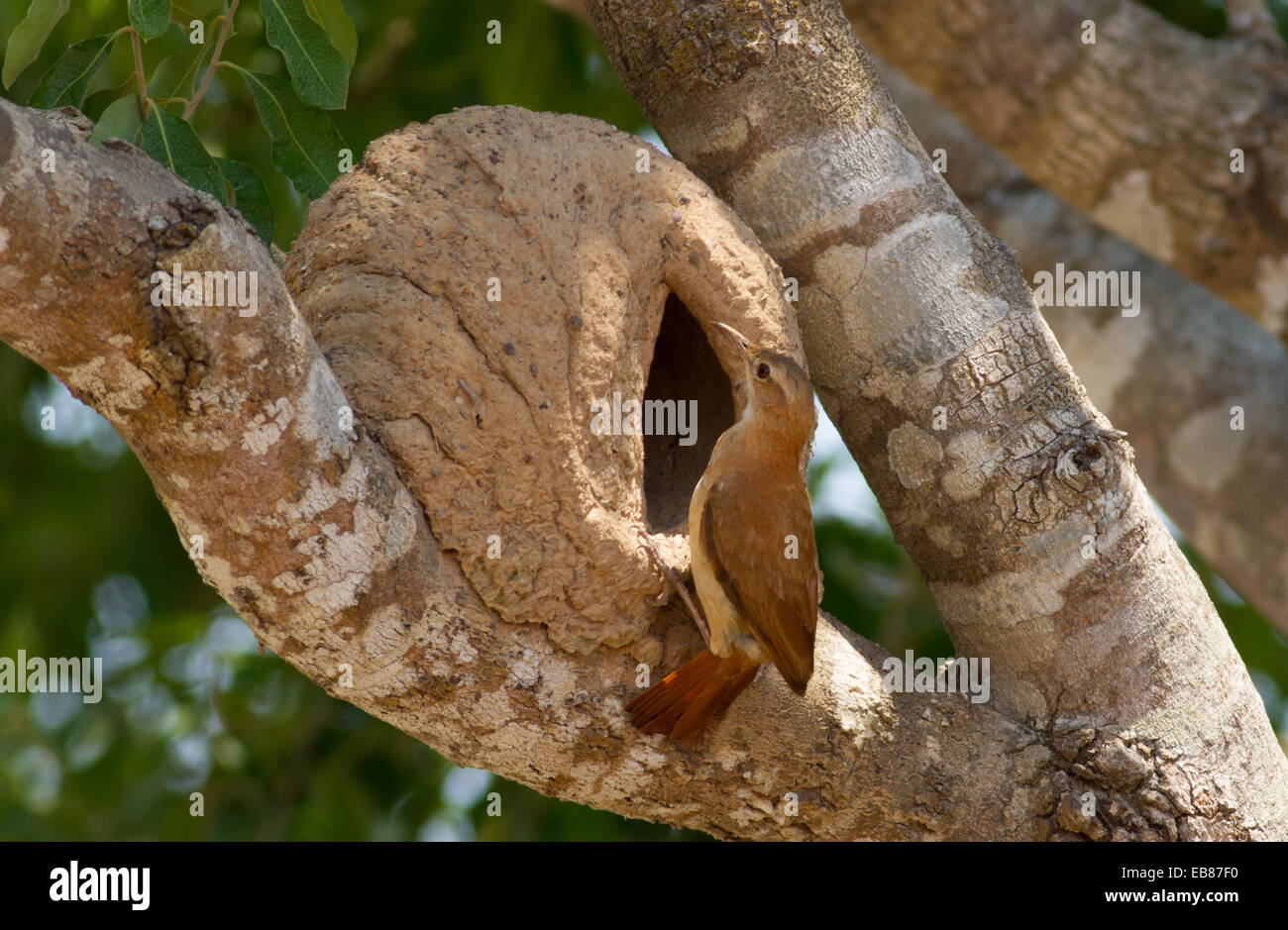 Rufous Hornero (Furnarius rufus) aka Ovenbird Stock Photo