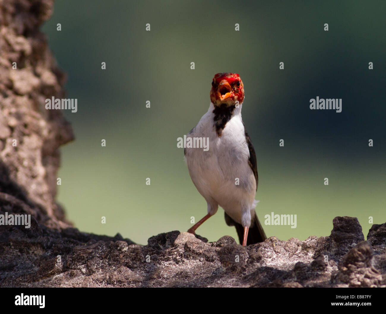 Red-Capped Cardinal (Paroaria gularis) Stock Photo