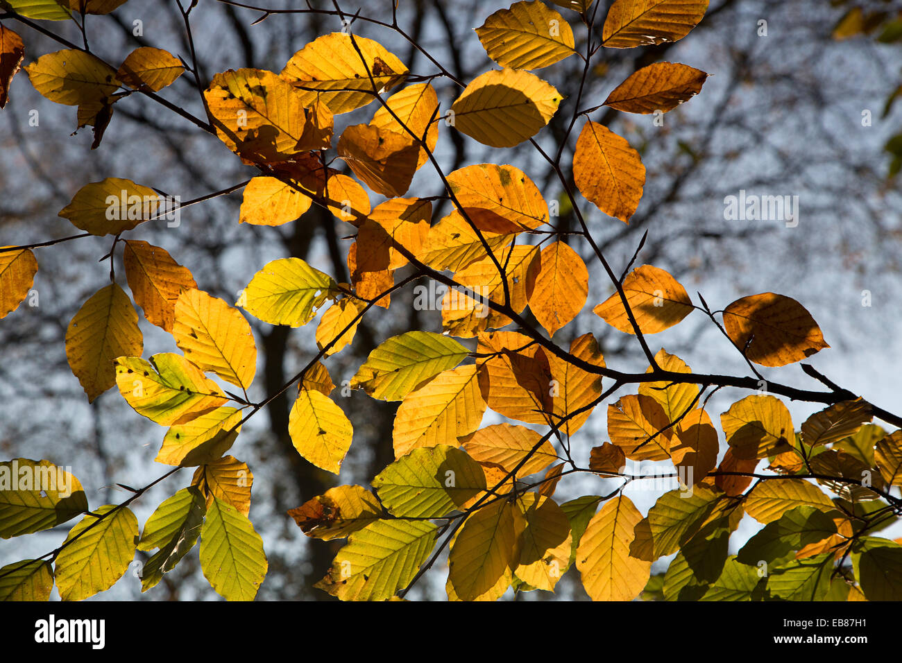 Colourful autumn leaves of beech tree Stock Photo