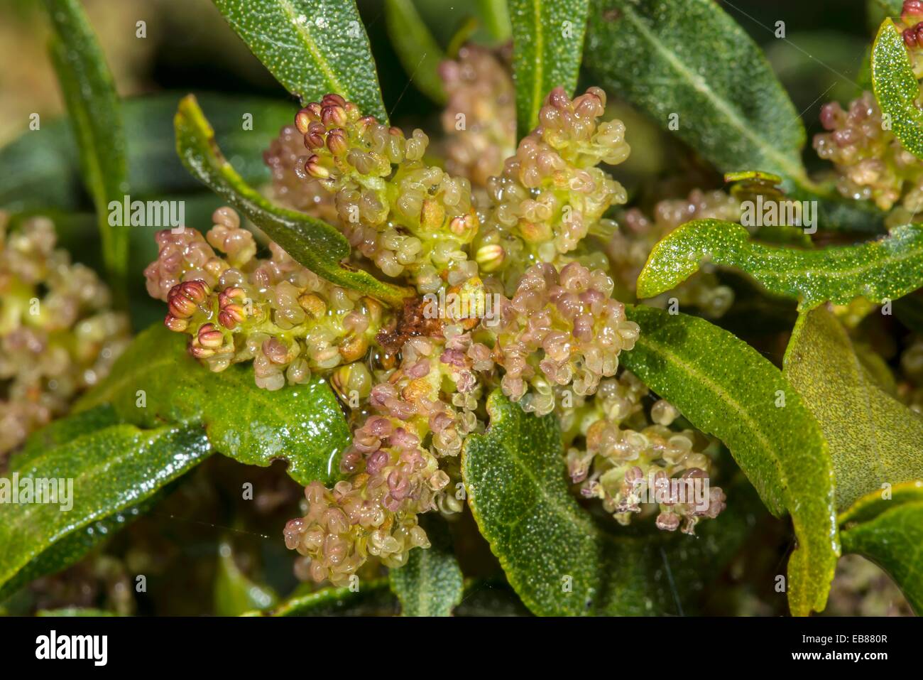 Wax Myrtle High Resolution Stock Photography and Images - Alamy