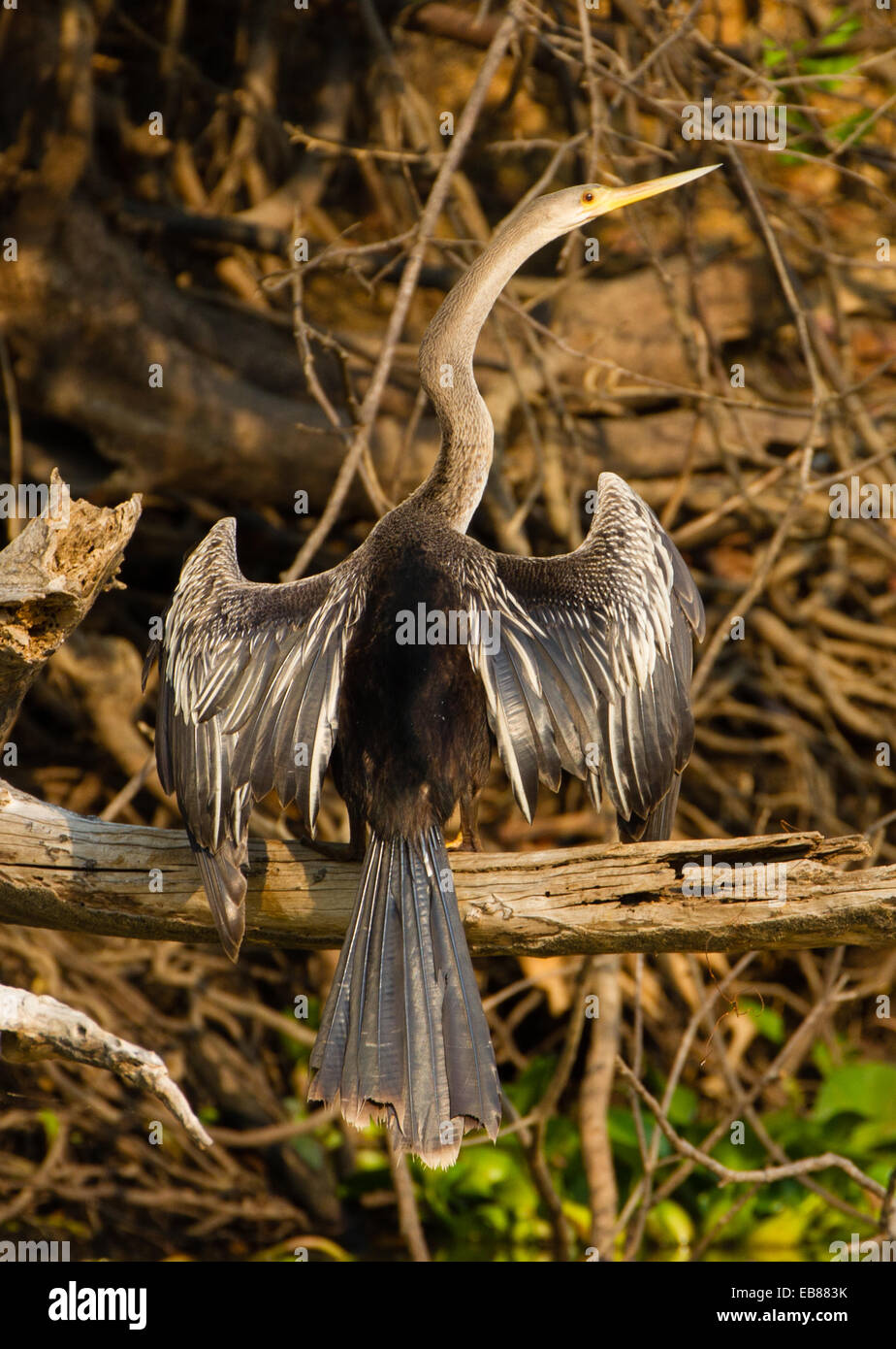 Anhinga (Anhinga anhinga) or Snakebird Stock Photo