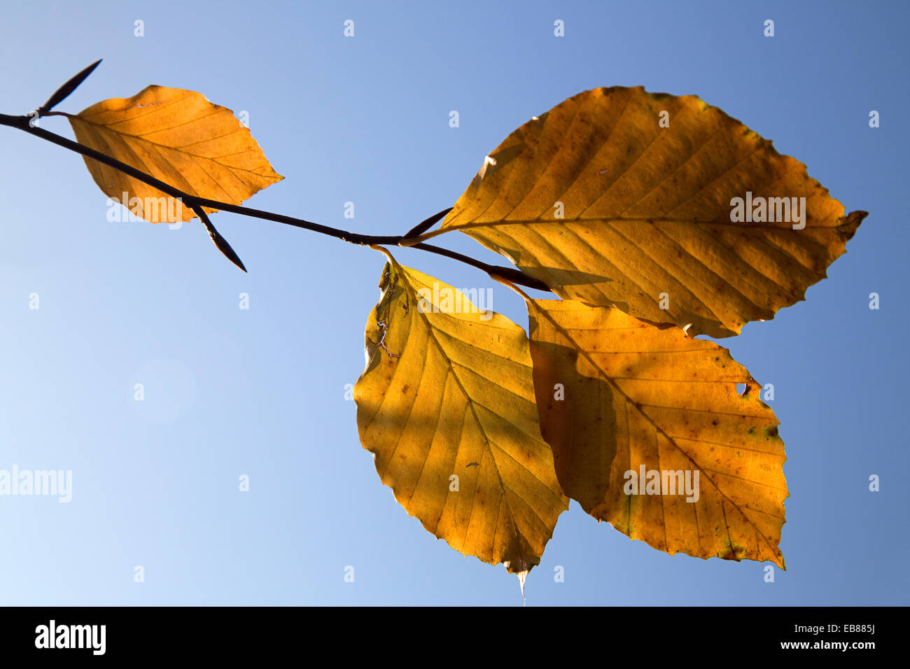 Beech leaves in backlight hi-res stock photography and images - Alamy