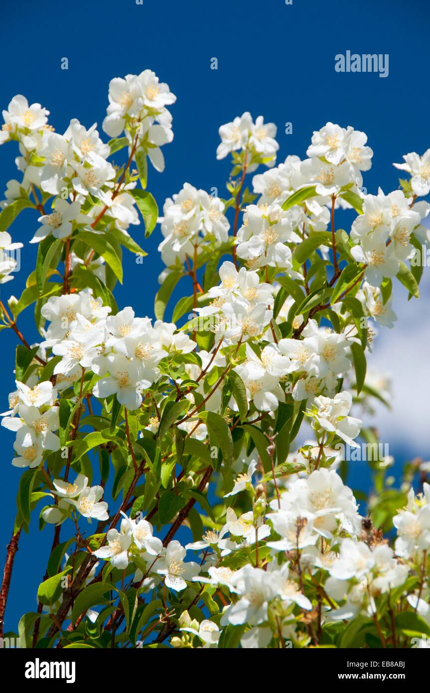 Chokecherry Prunus virginiana blossoms, Cove Palisades State Park