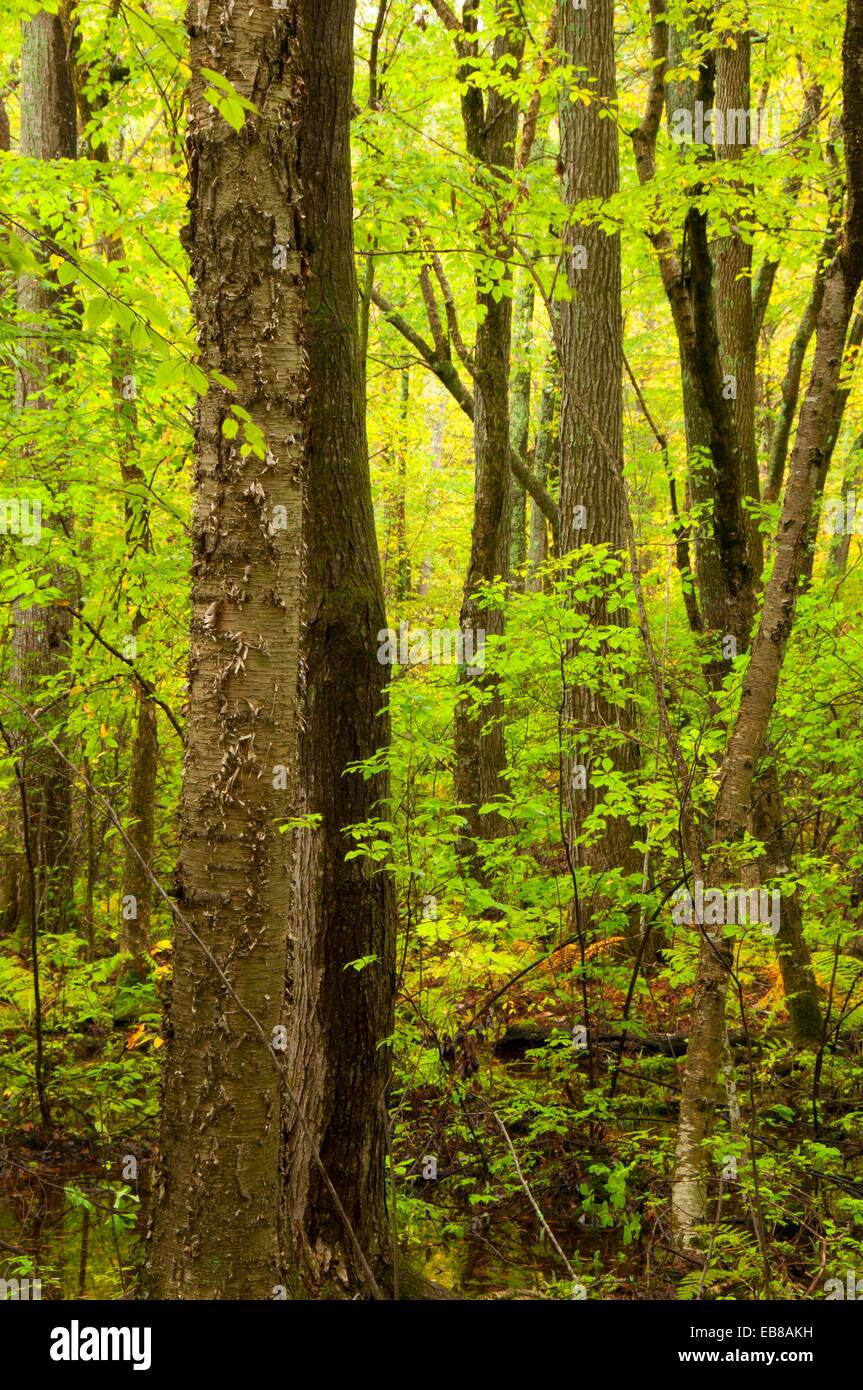 Collis P Huntington State Park High Resolution Stock Photography and