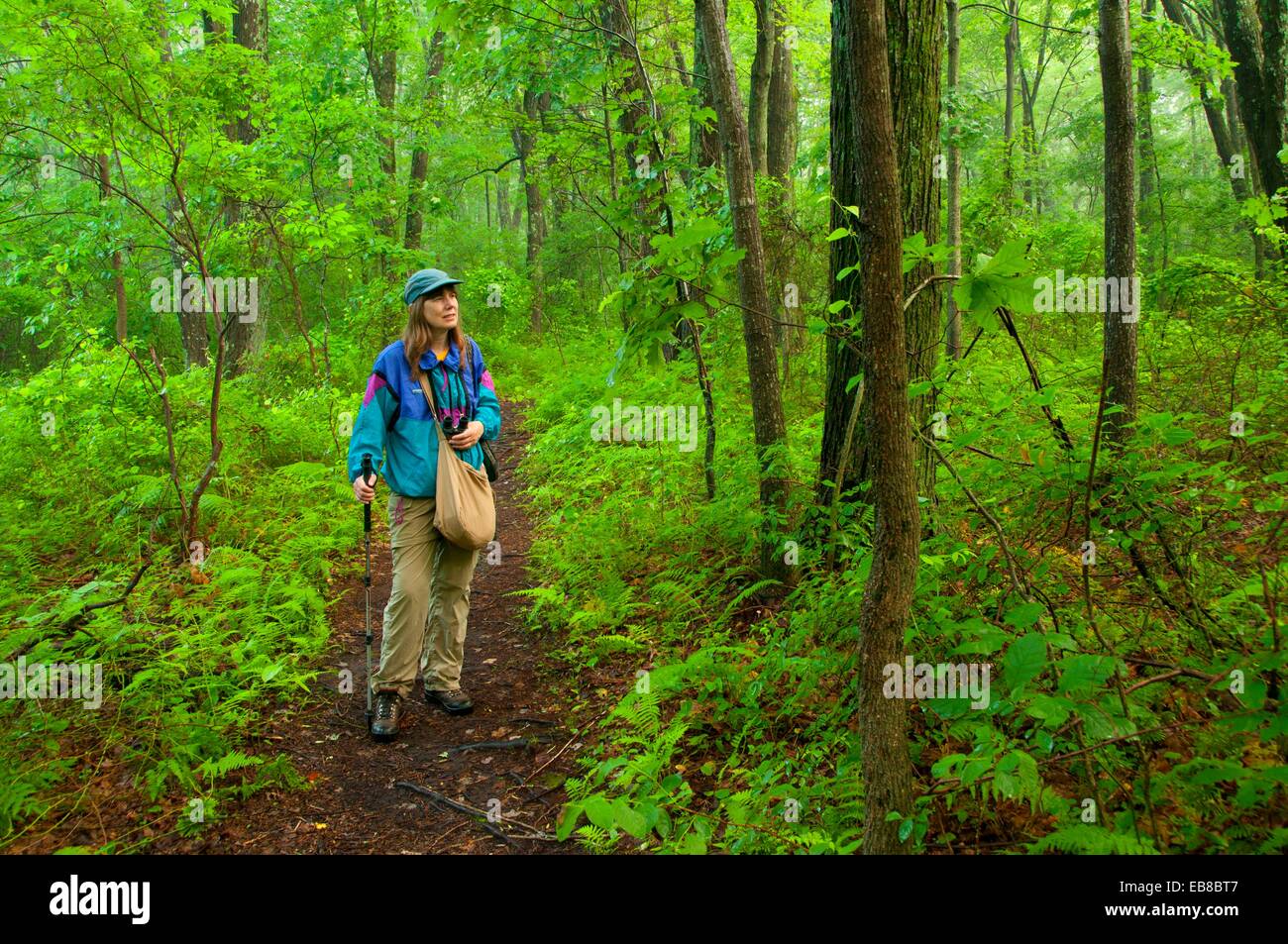 Hiking trail, Major Michael Donnelly Land Preserve, South Windsor, Connecticut Stock Photo Alamy