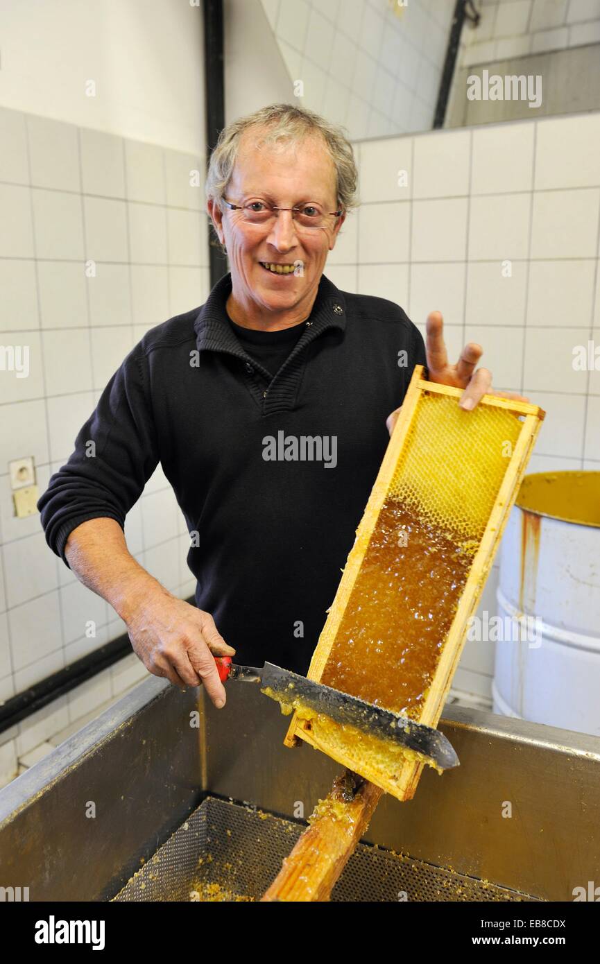 Vincent Pericard beekeeper uncapping beewax honeycombs La Miellerie Beurrieres Livradois-Forez Regional Nature Park Puy-de Dome Stock Photo