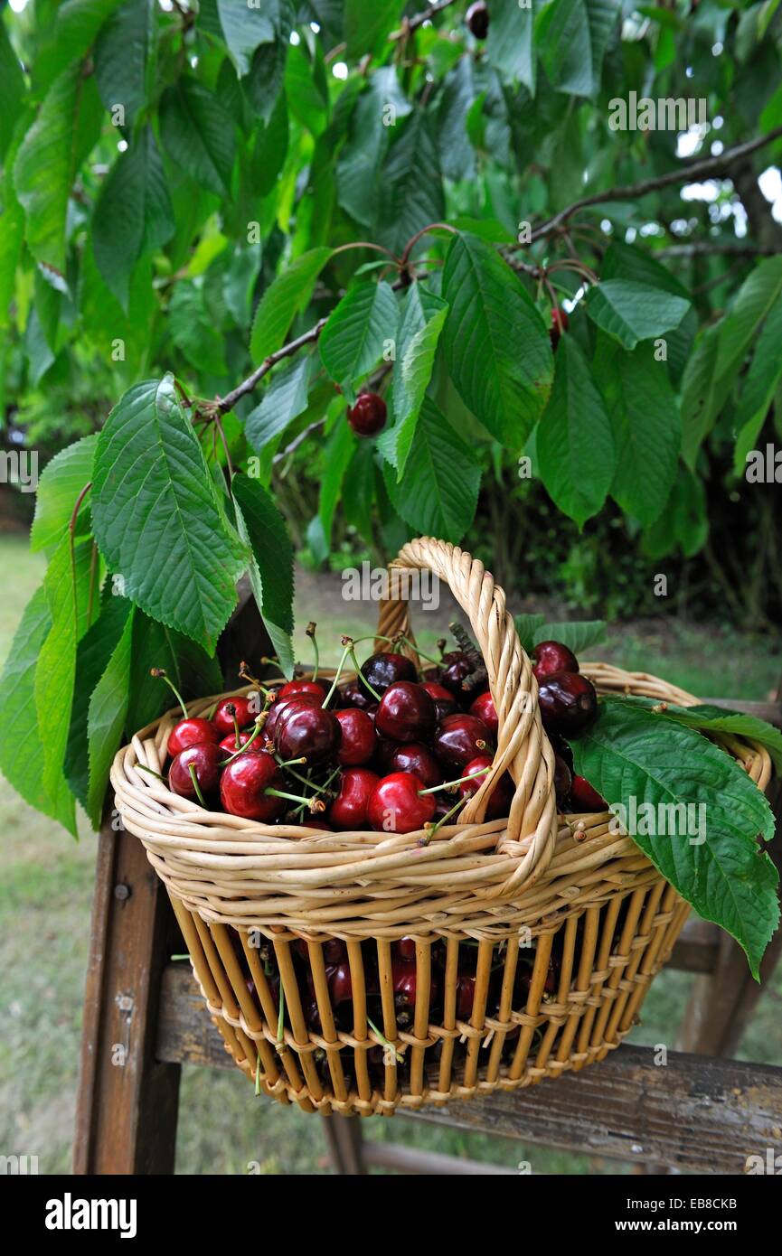 panier de cerises,departement Eure et Loir,region Centre,France, Europe/basket of cherries,Eure et Loir department region Stock Photo - Alamy