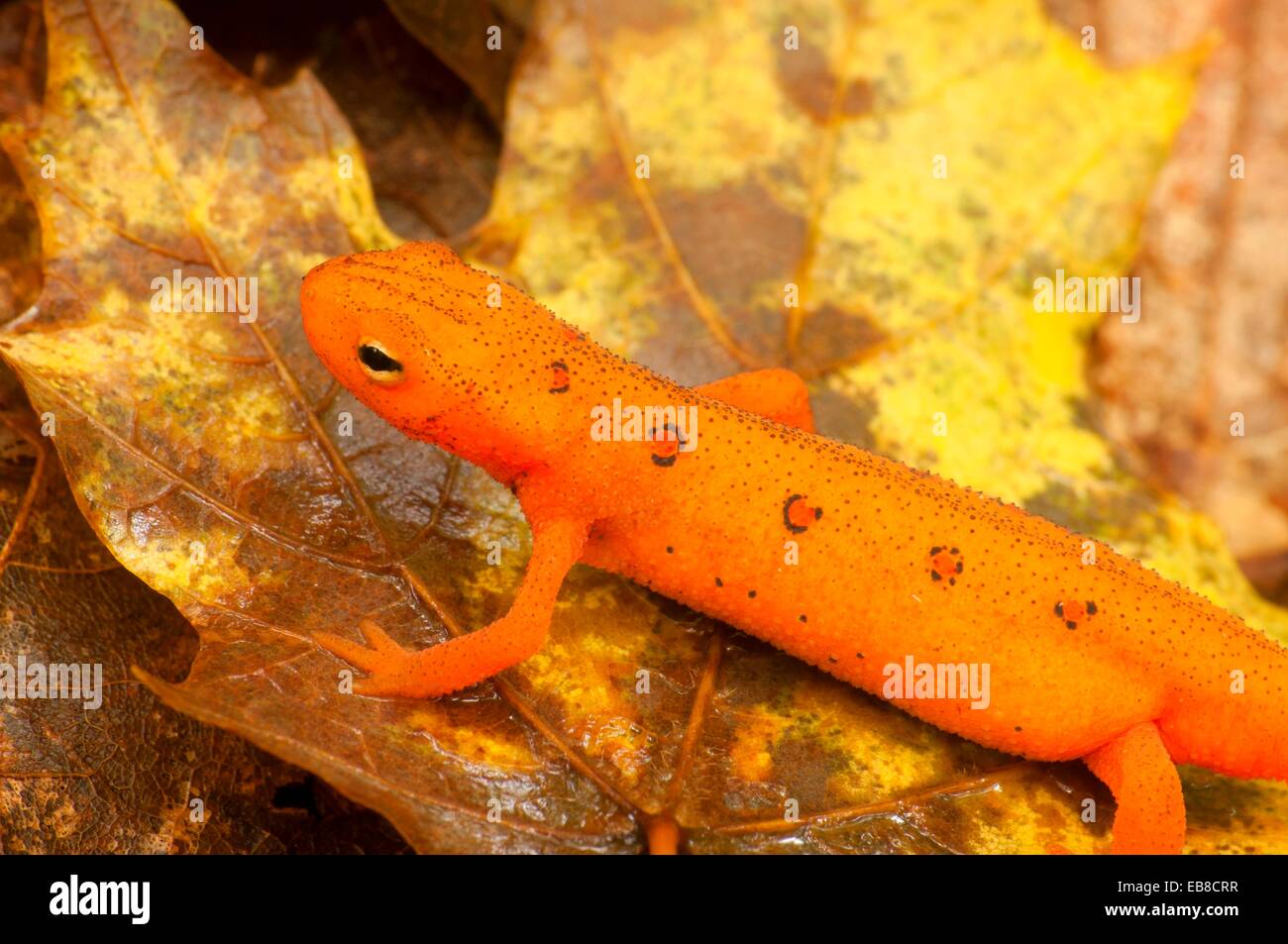 Red eft, Tunxis State Forest, Connecticut. Stock Photo