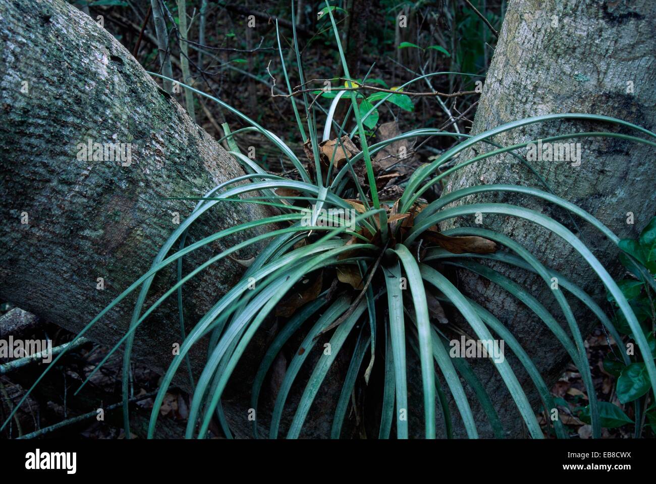 Epiphytes along Tree Snail Hammock Nature Trail, Big Cypress National