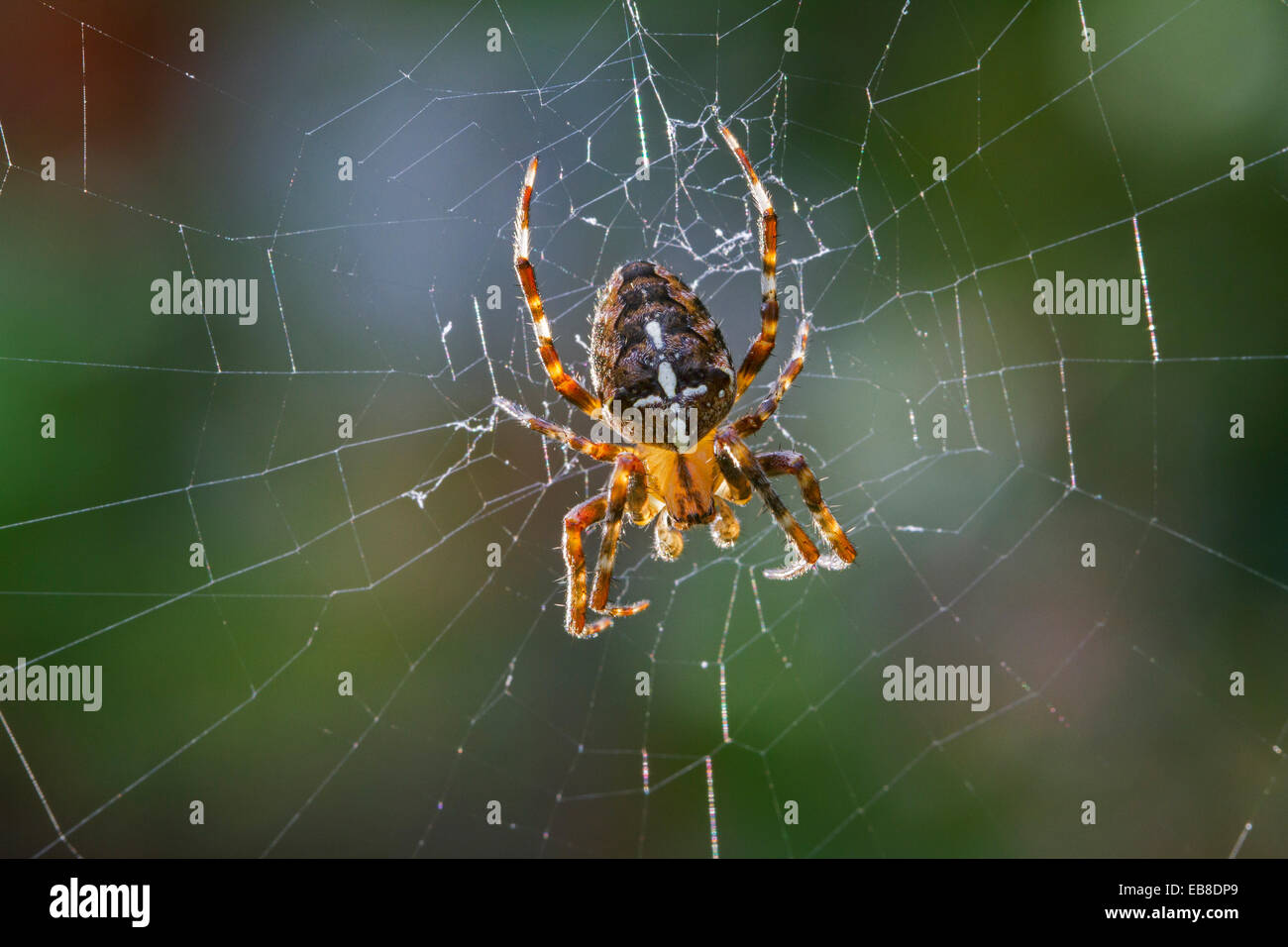 European garden spider / diadem spider / cross spider / cross orbweaver (Araneus diadematus) in web Stock Photo