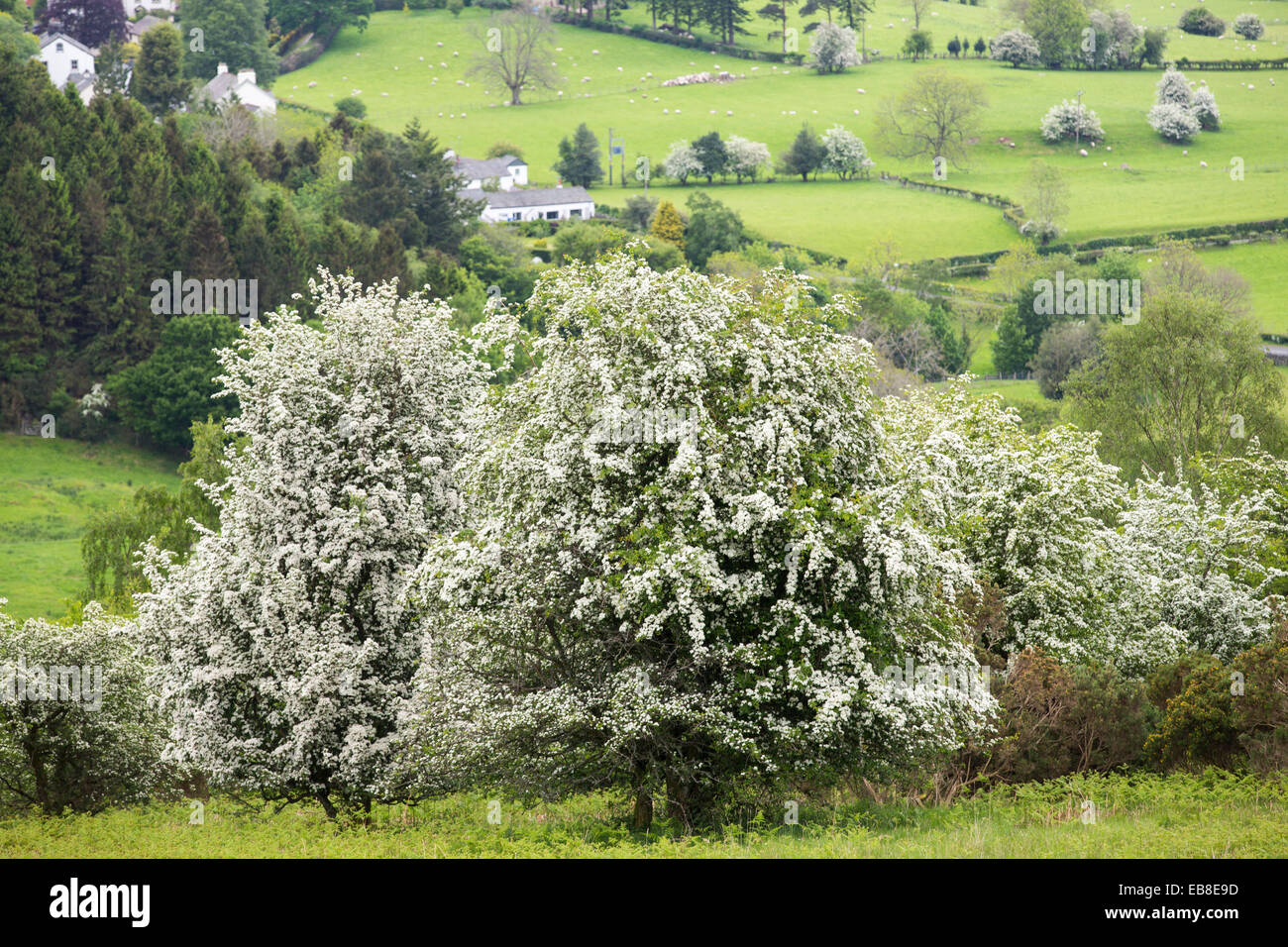 Hawthorn blossom above Bassenthwaite, Lake District, UK. Stock Photo