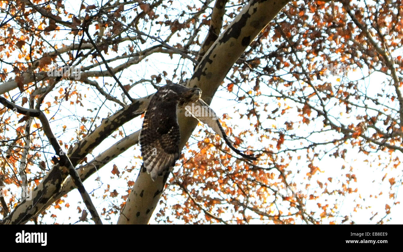 Manhattan New York USA November 2014 Red Tailed Hawk or Kite in
