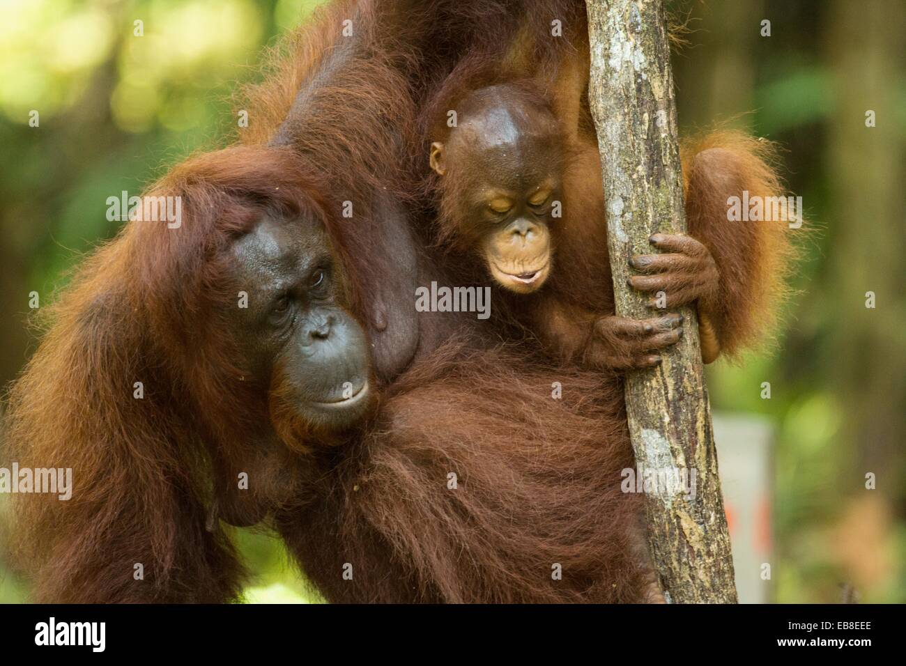 Orangutang Stock Photo