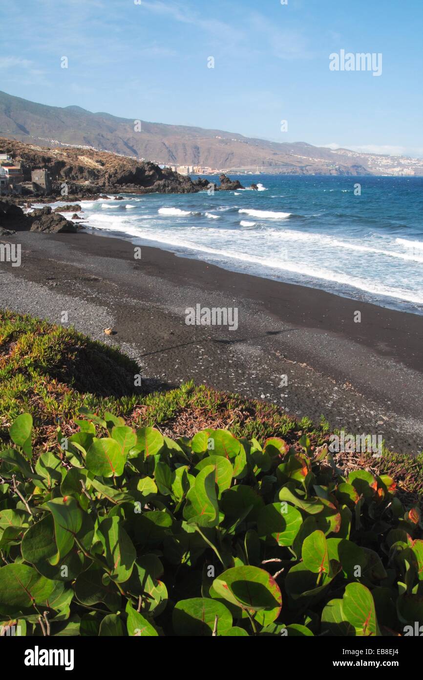Las Viudas Beach In Arafo Tenerife Stock Photo Alamy Las Viudas Beach In Arafo Tenerife Stock Photo Alamy