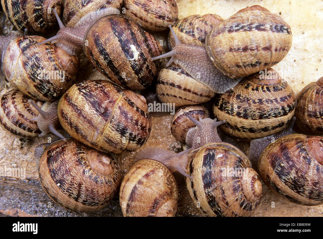 snails, Helix Aspersa Maxima, Aube department, ChampagneArdenne region, France, Europe Stock