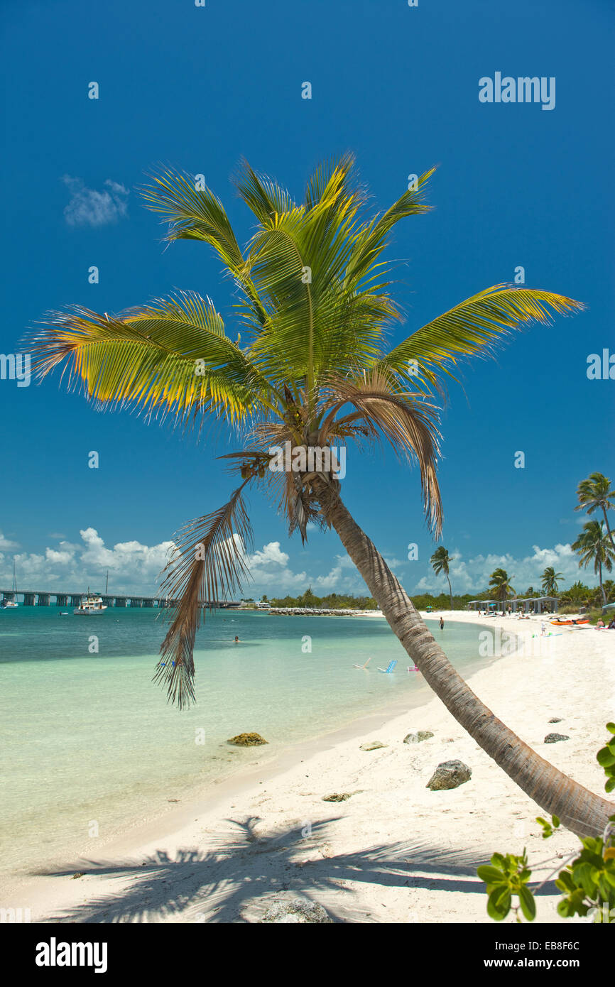 PALM TREE CALUSA BEACH BAHIA HONDA STATE PARK BAHIA HONDA KEY FLORIDA