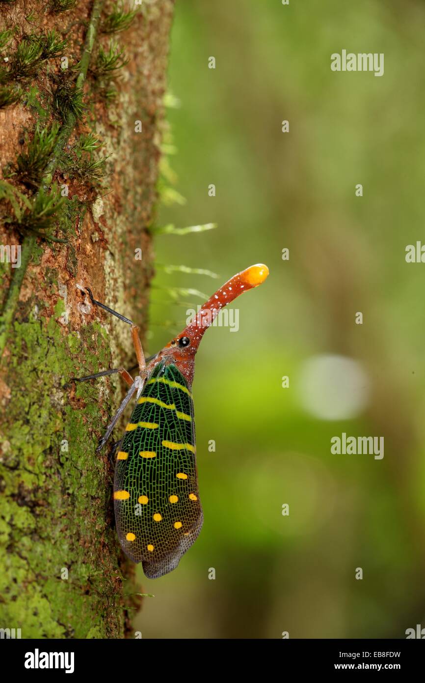 Lantern bug Pyrops canderlaria gunung gading national park, lundu