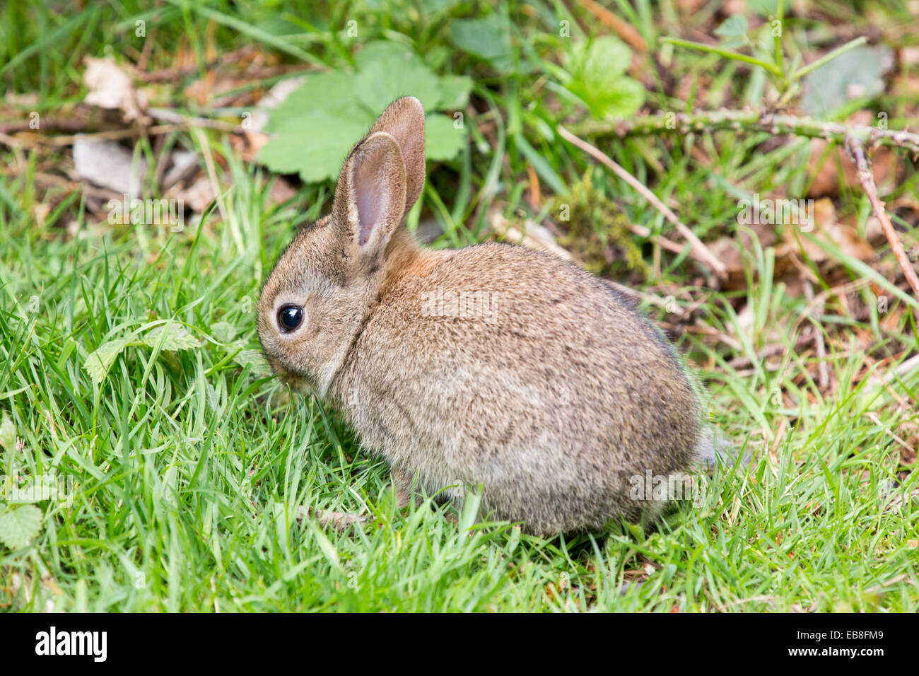 A young Rabbit Stock Photo Alamy