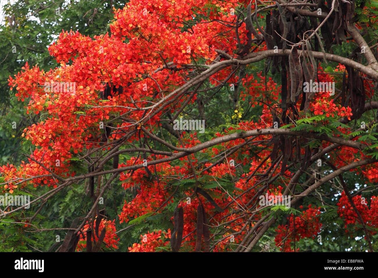 Mohur hires stock photography and images Alamy