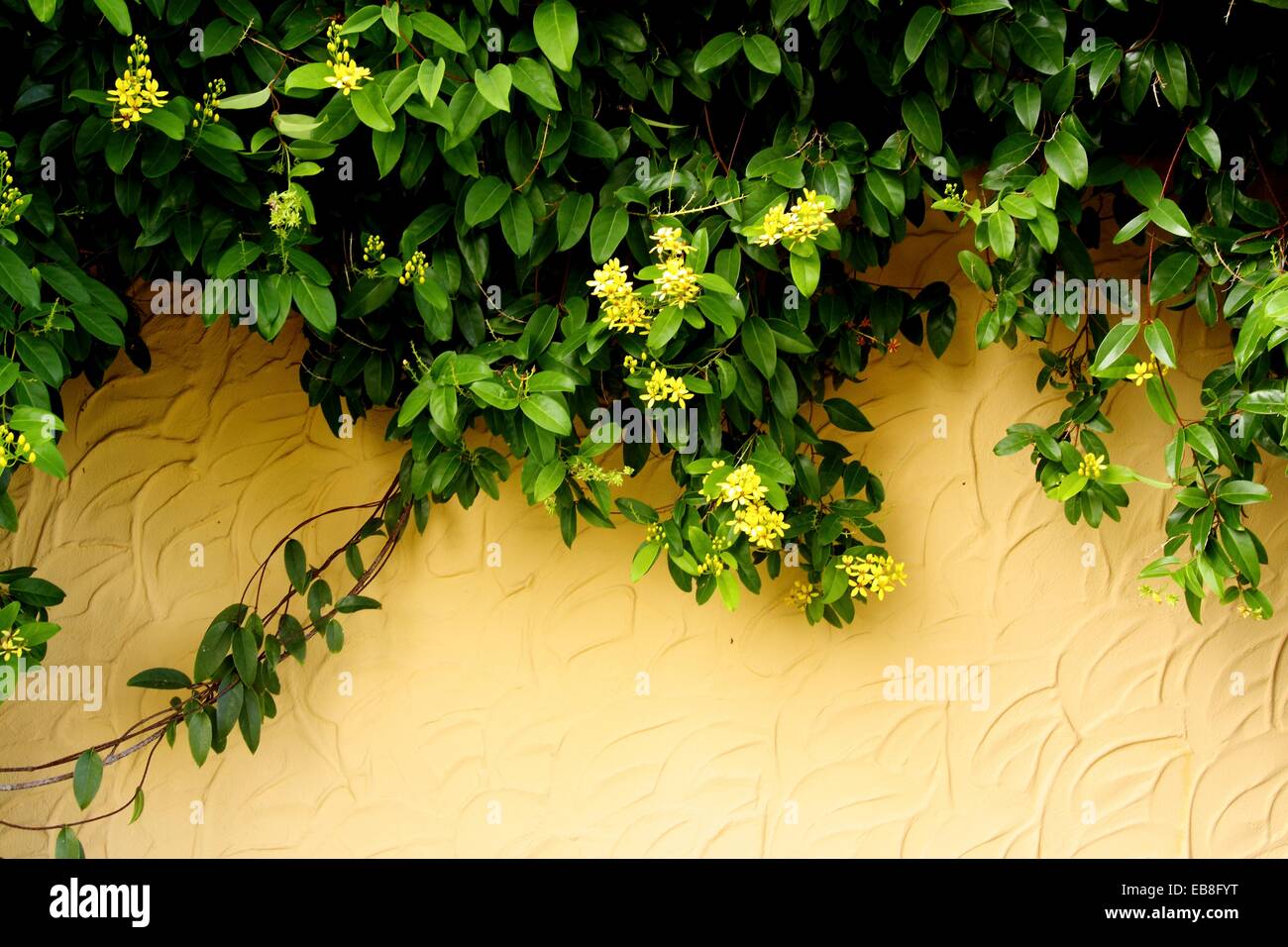 Green leaves with yellow flower hanging down beside a stone wall Stock