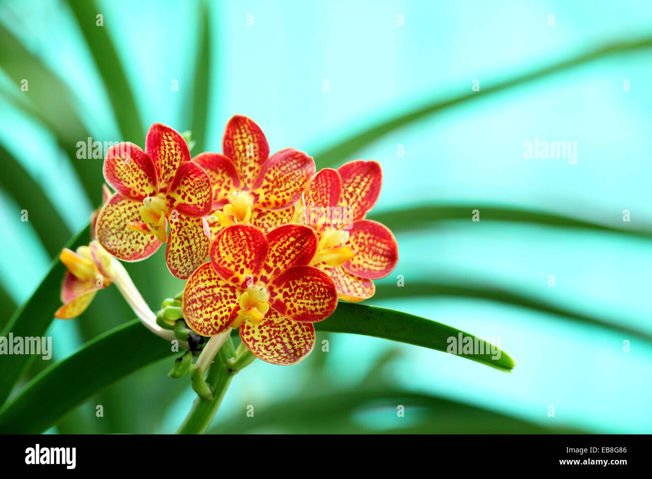 Orchid, Ascda. Ken Kone ´Crwonfox Sunglow´ AM/AOS V. merrillii x Ascda. Guo Chia Long Stock Photo
