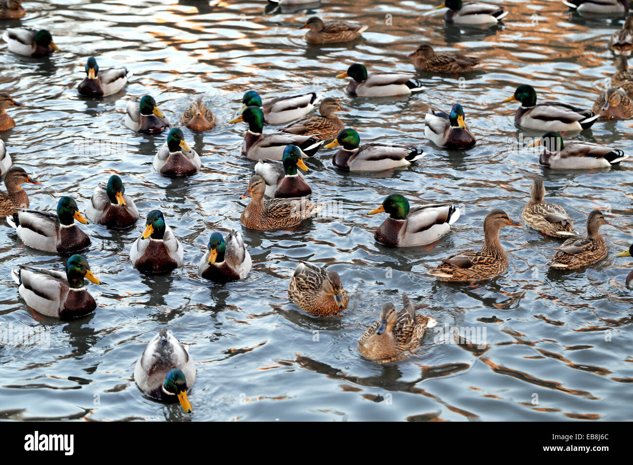 duck swims in the pond among the autumn leaves Stock Photo - Alamy