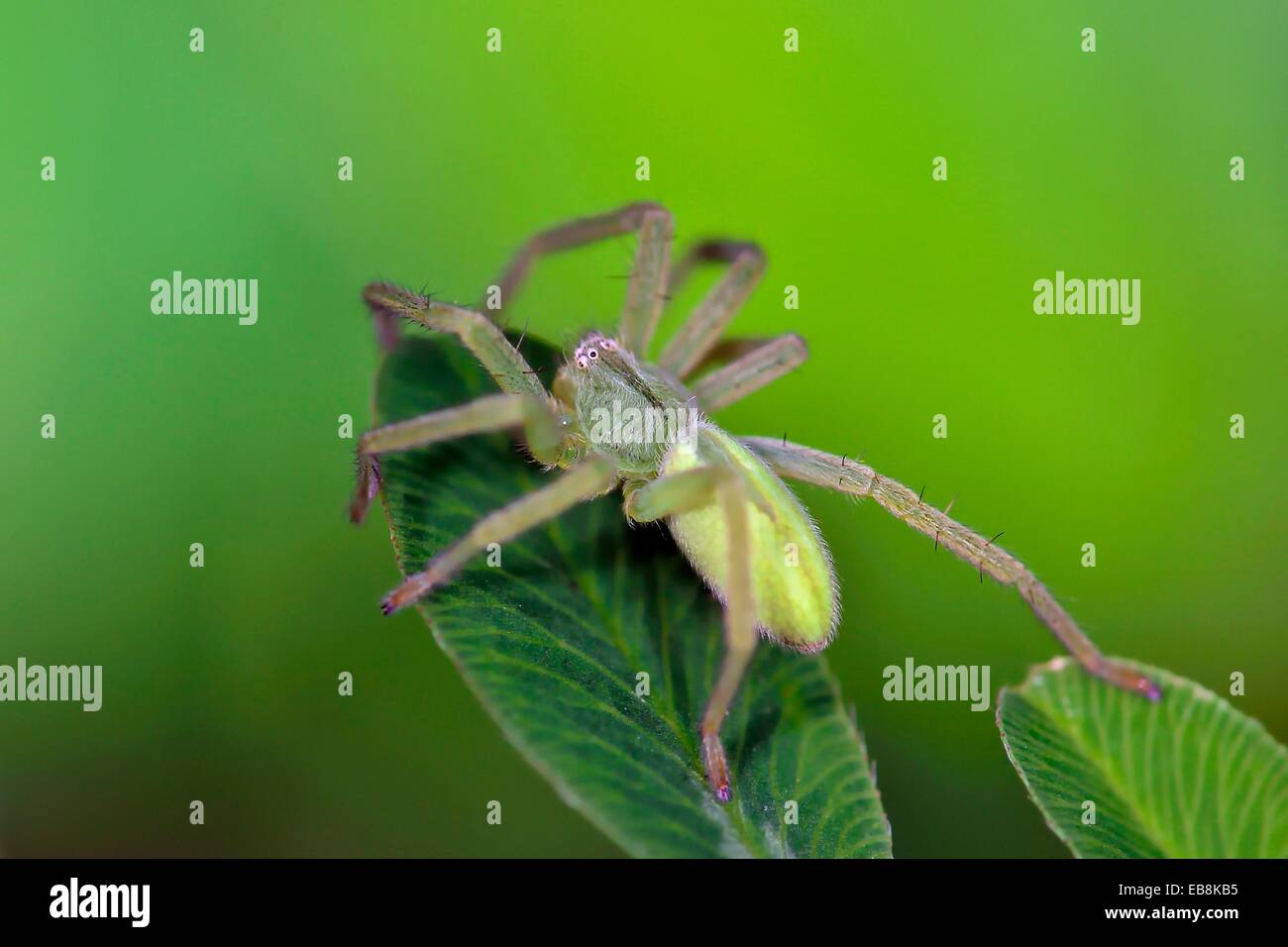 Huntsman Spider Sparassidae Sp High Resolution Stock Photography And Images Alamy