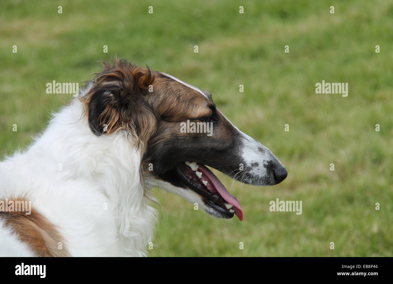 The Head And Neck Of A Beautiful Borzoi Dog Stock Photo Alamy