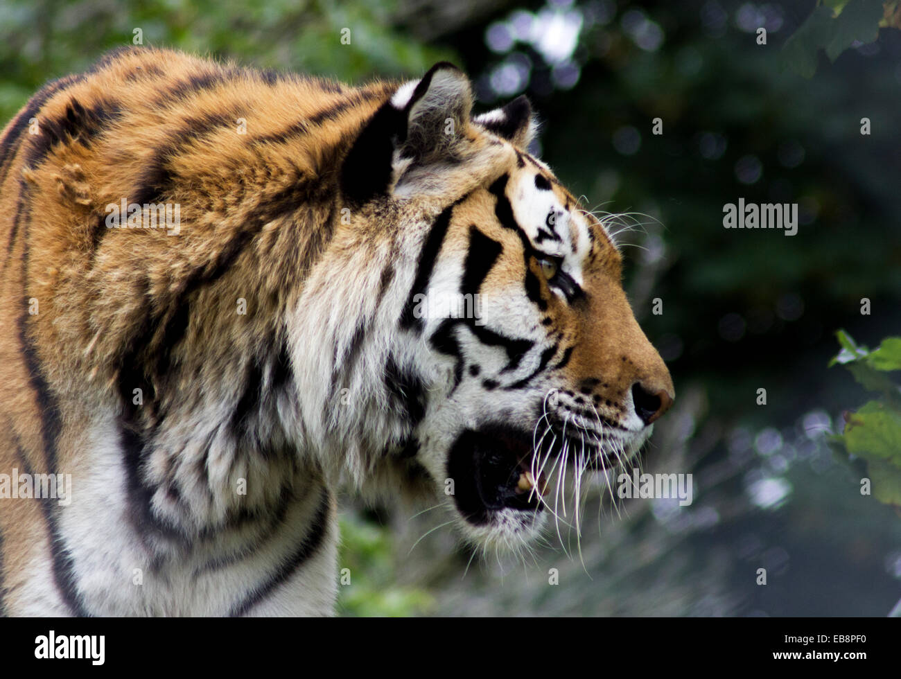 A tiger in captivity at Dartmoor Zoo, Devon Stock Photo Alamy