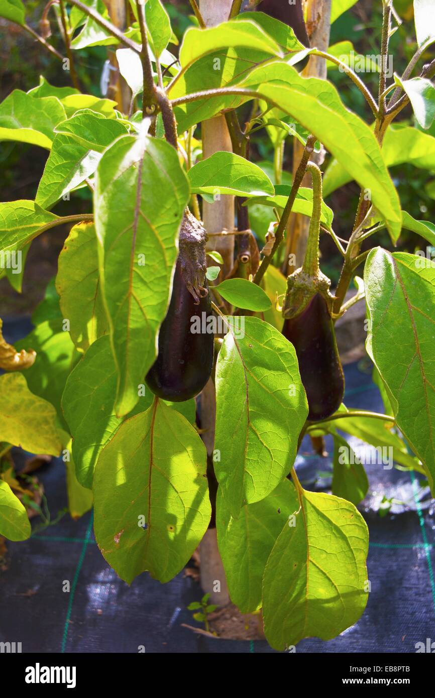 Eggplant plant Solanum melongena known as the aubergine brinjal