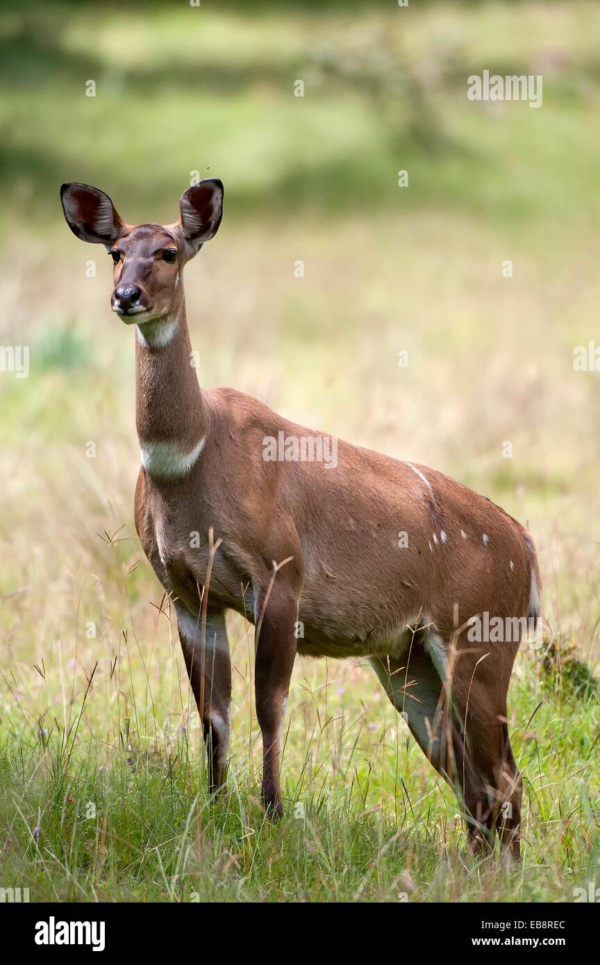 Female Mountain Nyala Tragelaphus Buxtoni Or Balbok Bale Mountains Ethiopia Stock Photo Alamy