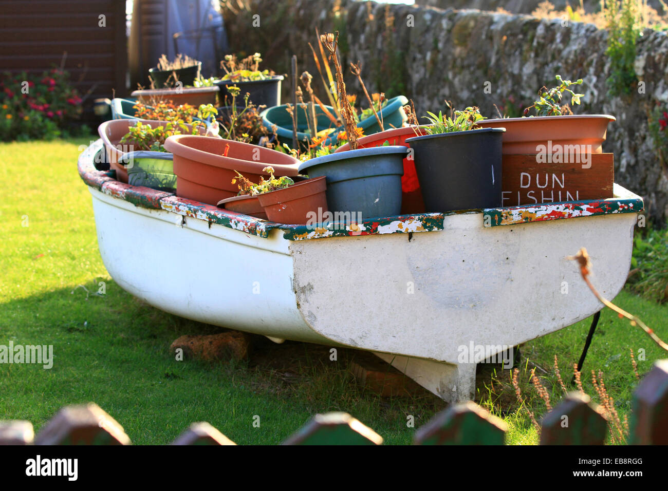 Old small sea fishing boat turned into a feature for plants in a garden on the Sottish Coast. Full of plastic plant pots. Stock Photo
