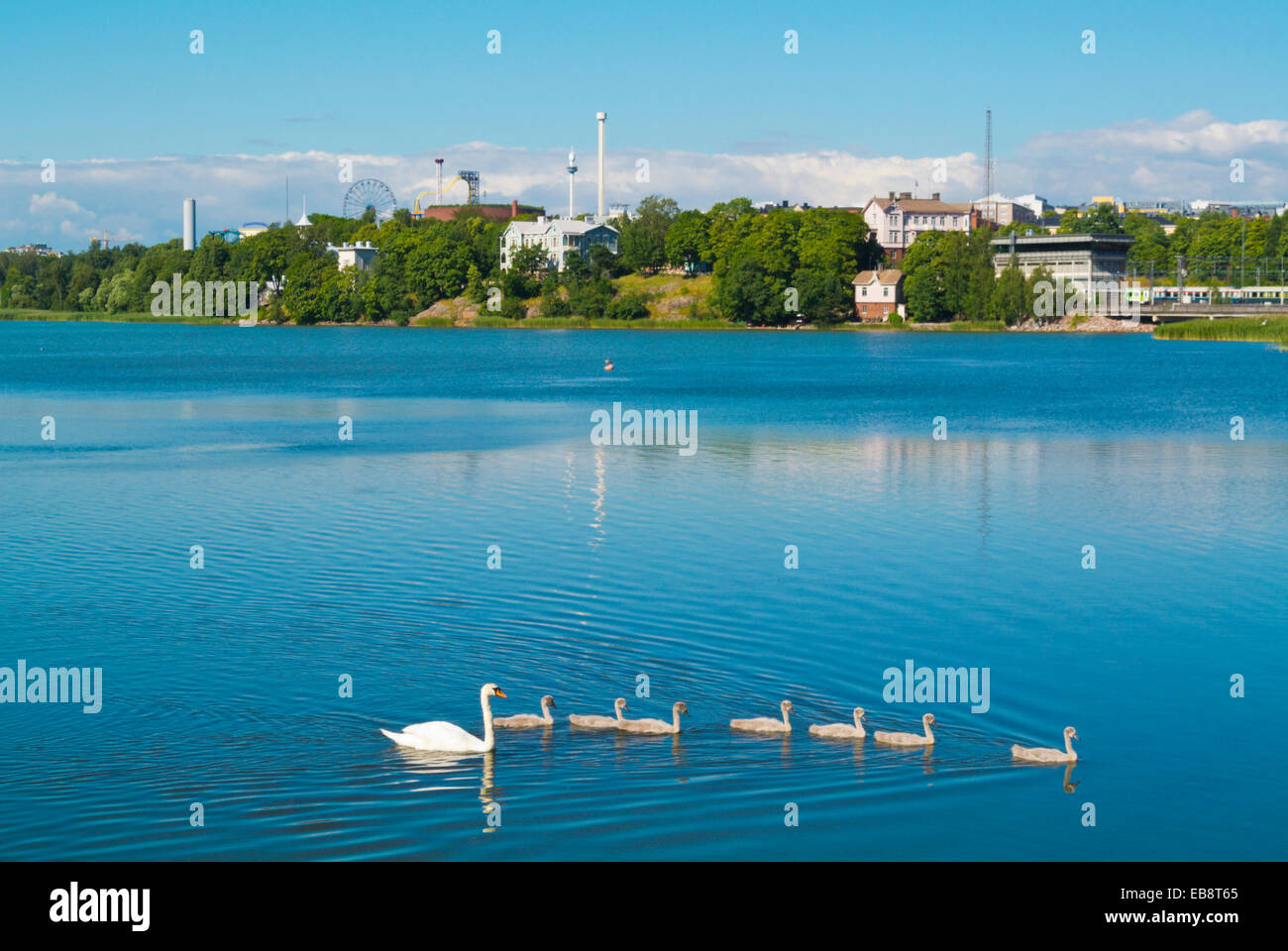 Swans, Töölönlahti bay, central Helsinki, Finland, Europe Stock Photo