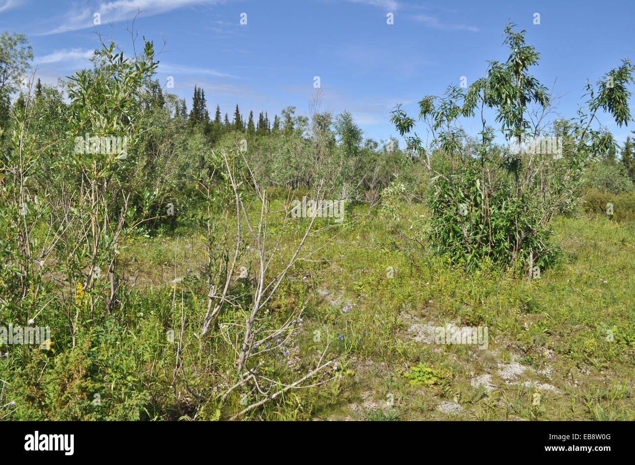 Northern landscape with willows. Polar Ural, Komi Republic, Russia. Stock Photo