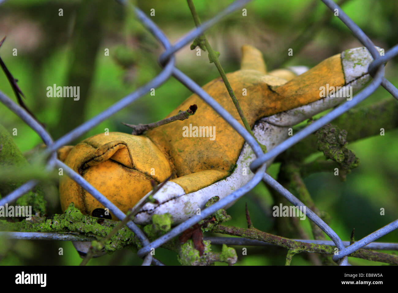 Wire mesh fence, hiding, lost teddy bear, hidden until winter, leaves have fallen off, revival the missing ted, child's toy, lost in fence, yellow ted Stock Photo