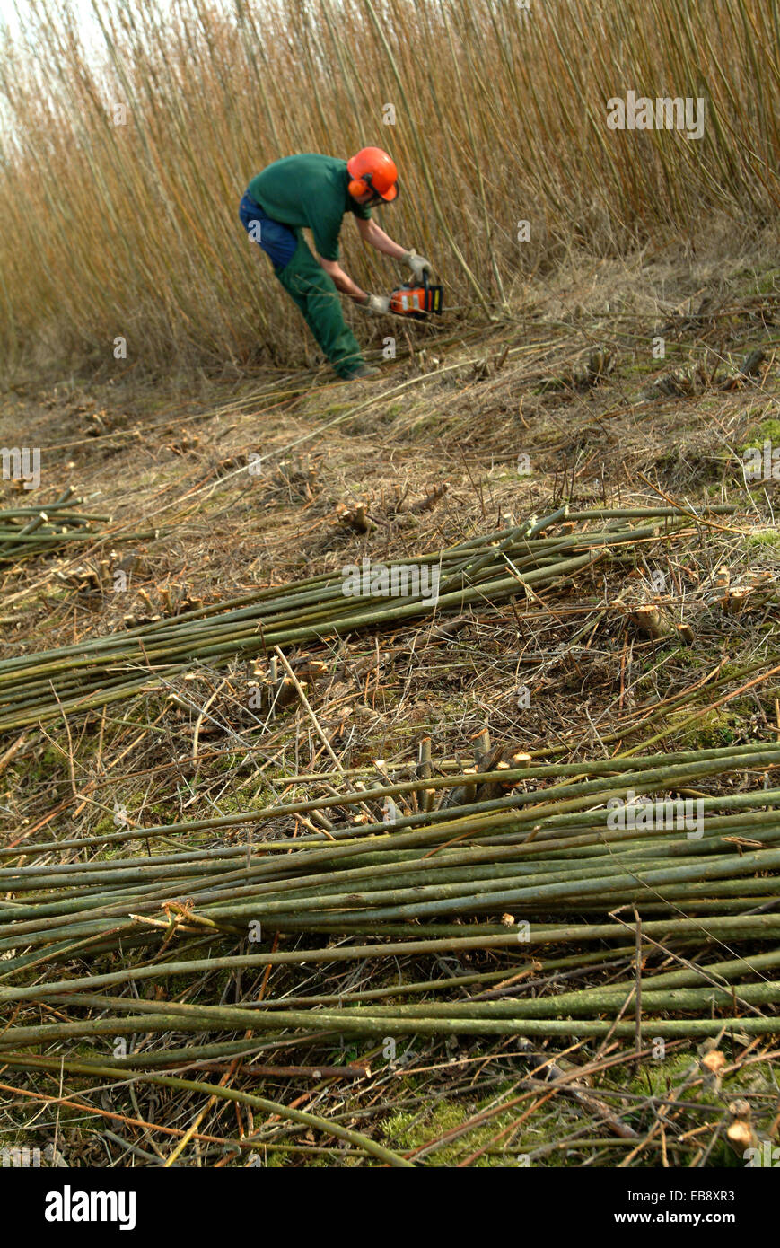 Renewable energy production growing and harvesting willow in Wiltshire Stock Photo