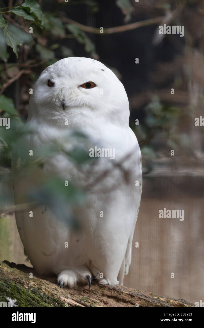 Wildlife, male Snowy owl (Bubo scandiacus Stock Photo - Alamy