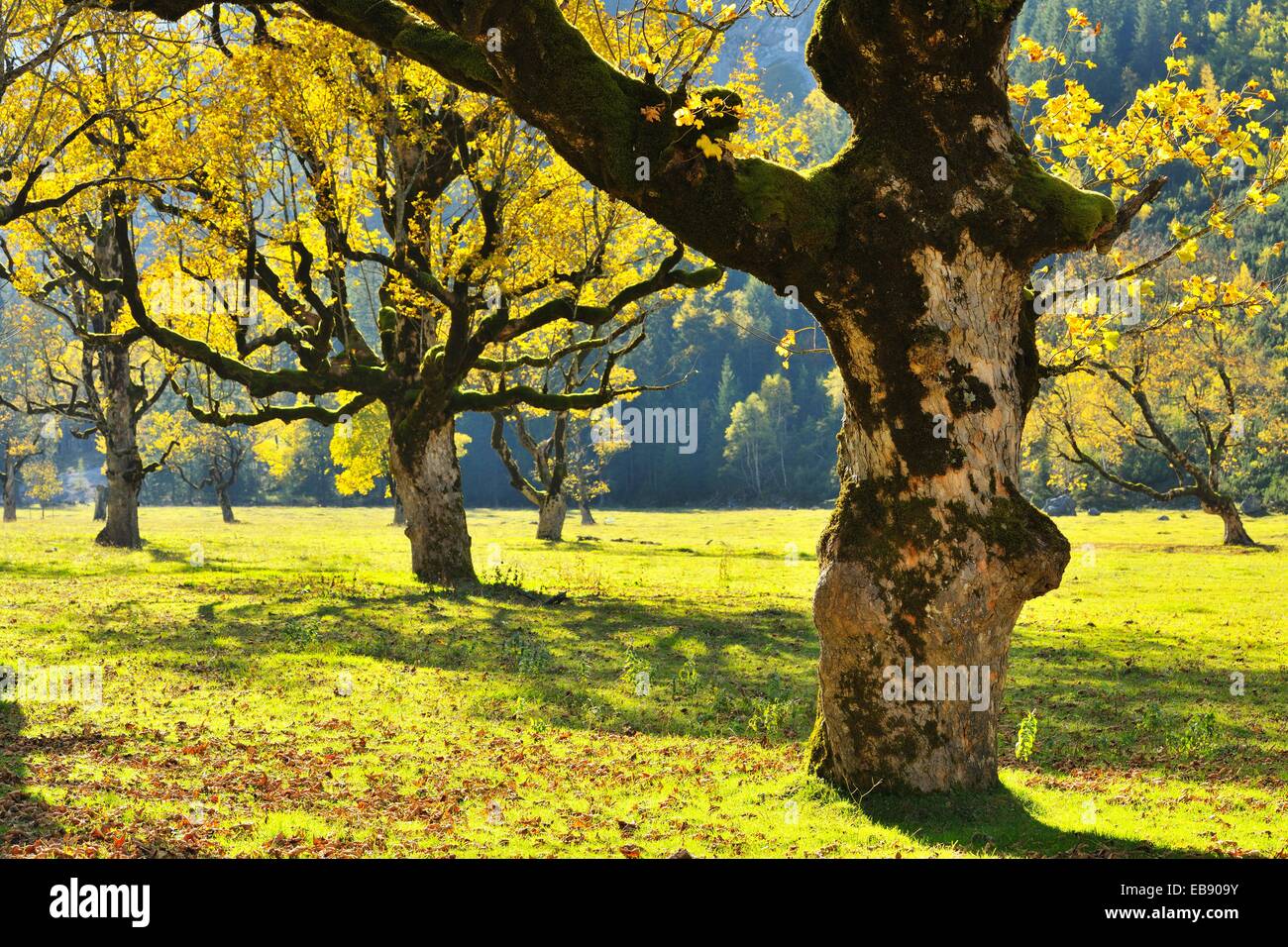 Maple Tree in Autumn, Grosser Ahornboden, Karwendel, Eng, Tyrol, Austria. Stock Photo