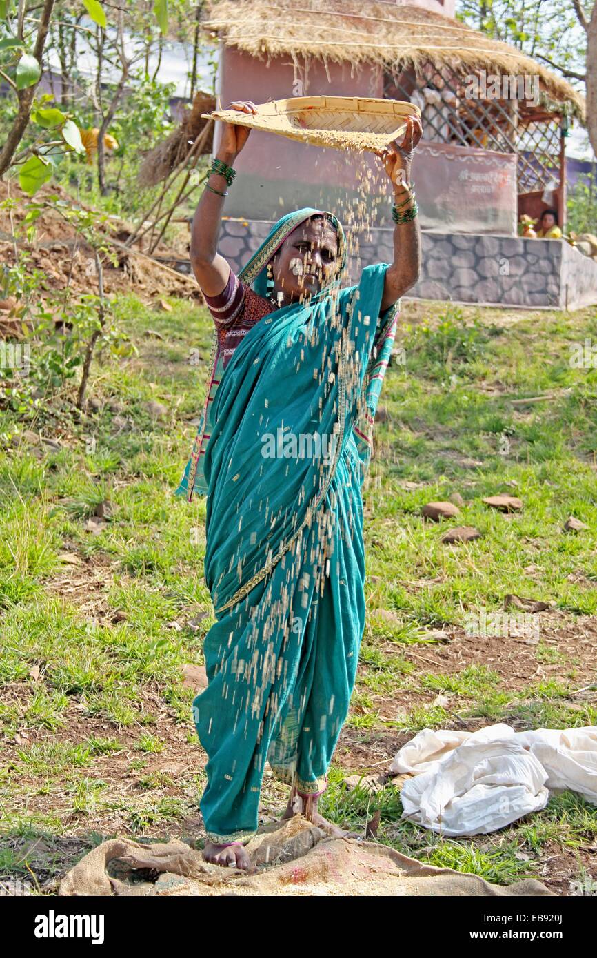 Woman winnowing grains , india Stock Photo 75801842 Alamy