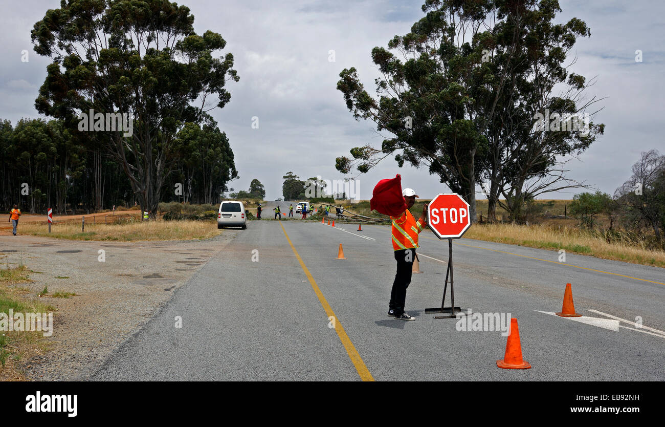 Workers trimming large trees by the side of the road in the Boland area of the Western Cape Province, South Africa. Stock Photo