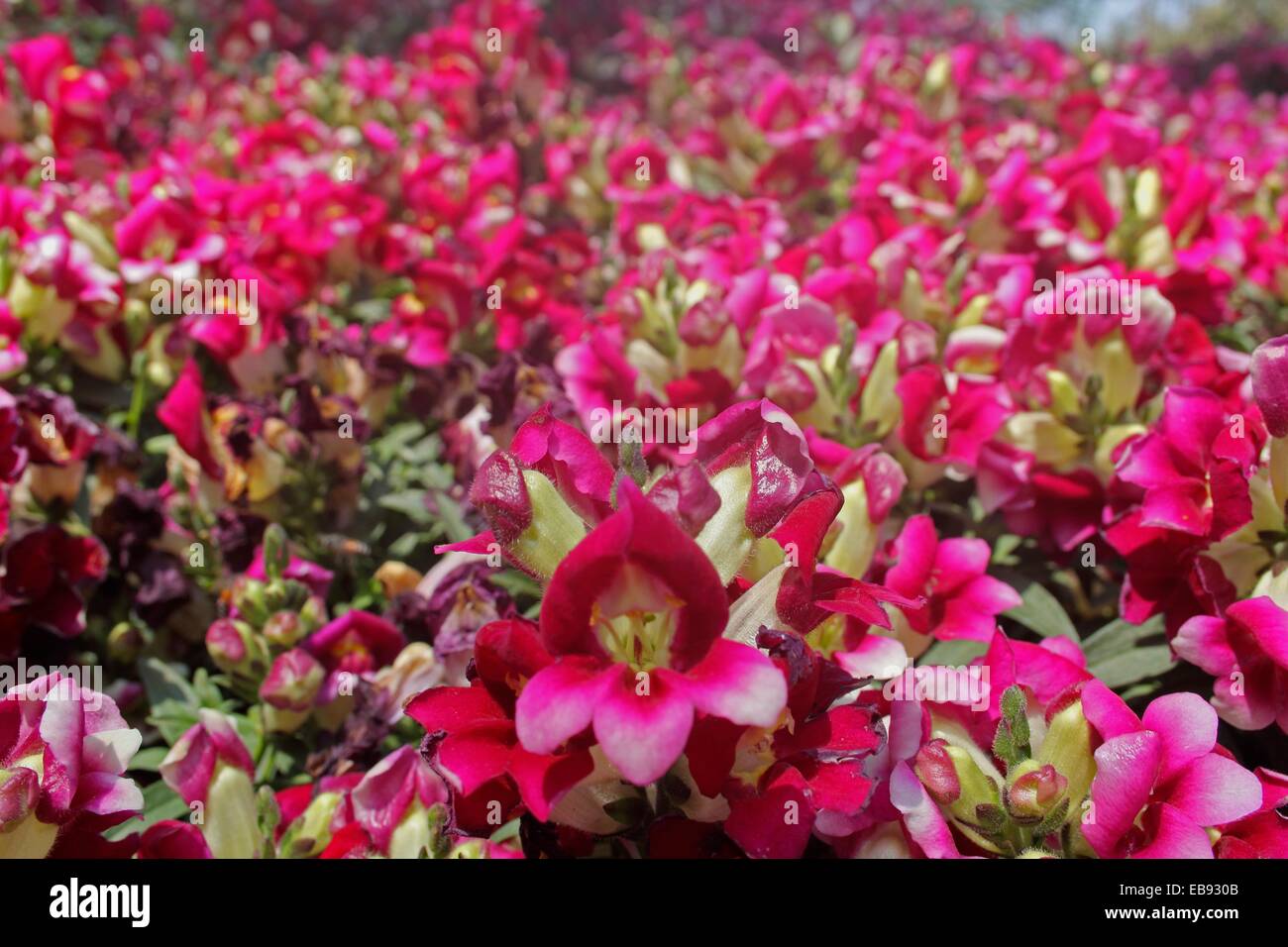 Dog flower, Snapdragon, Antirrhinum majus Stock Photo - Alamy