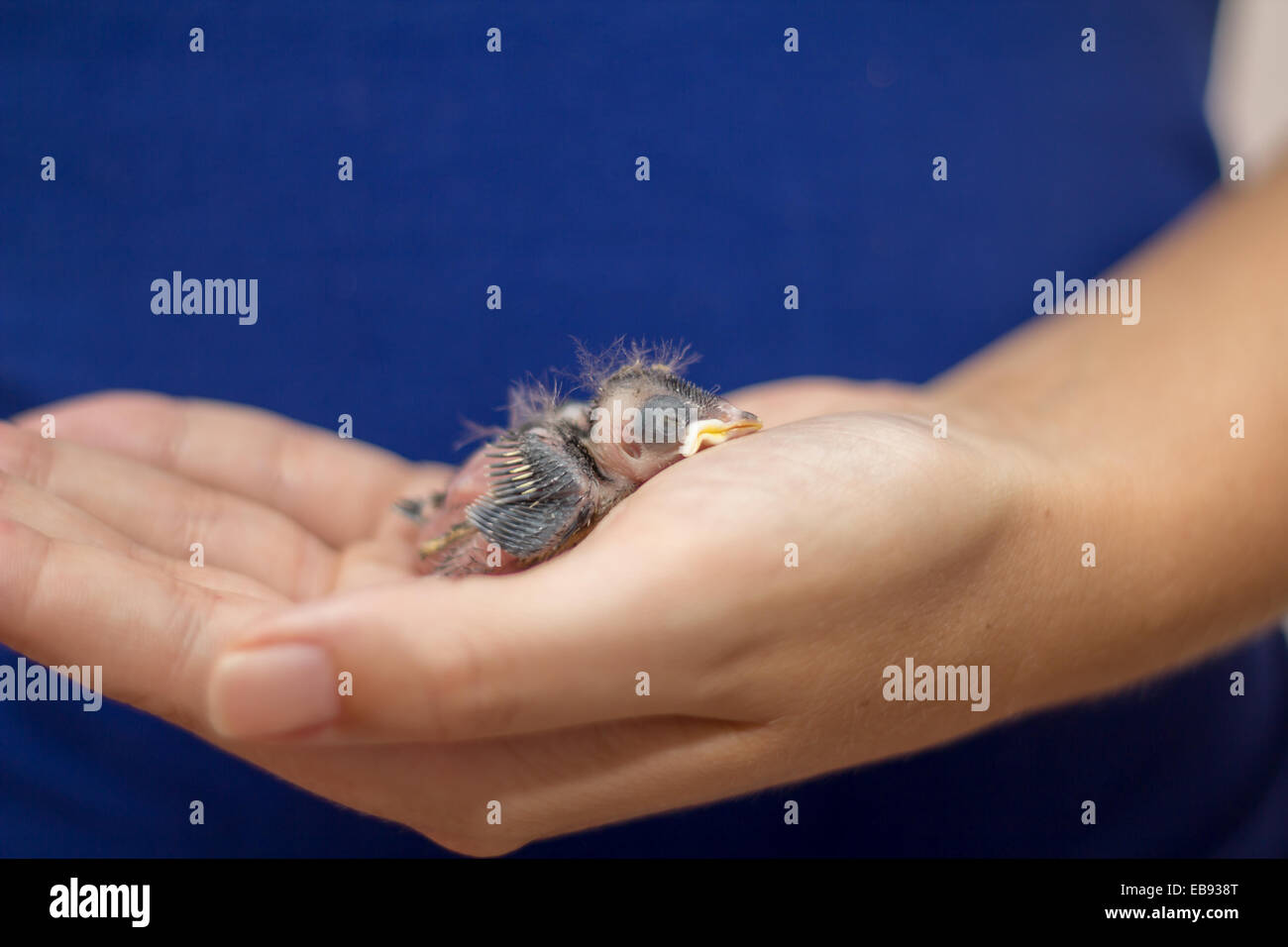 Woman with blue shirt holding a baby sparrow on her hand Stock Photo
