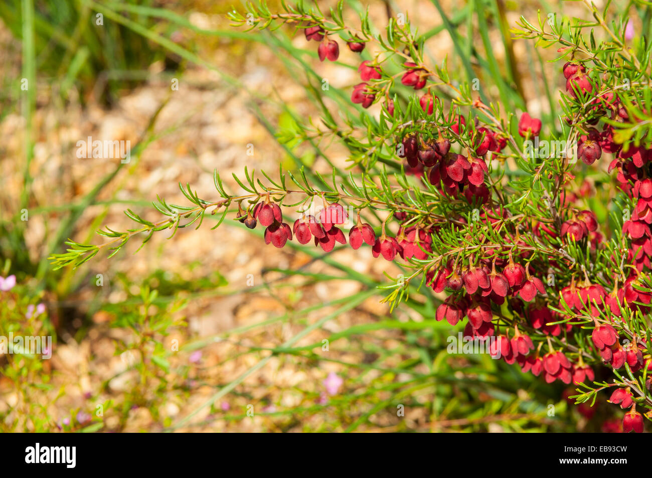 Boronia megastigma, Scented Boronia in Kings Park, Perth, WA, Australia Stock Photo