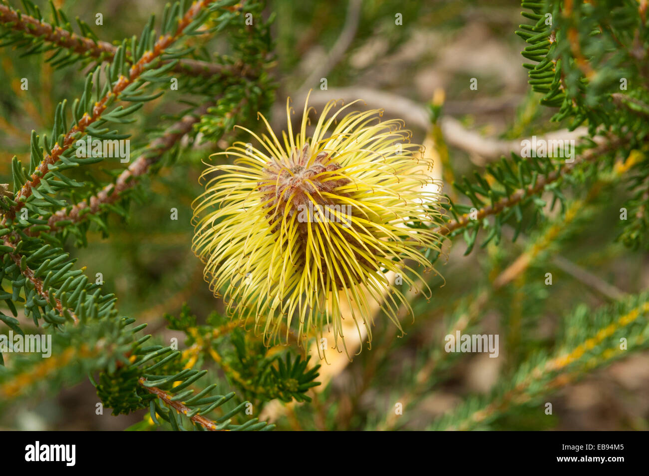Banksia pulchella, Teasel Banksia in Kings Park, Perth, WA, Australia Stock Photo