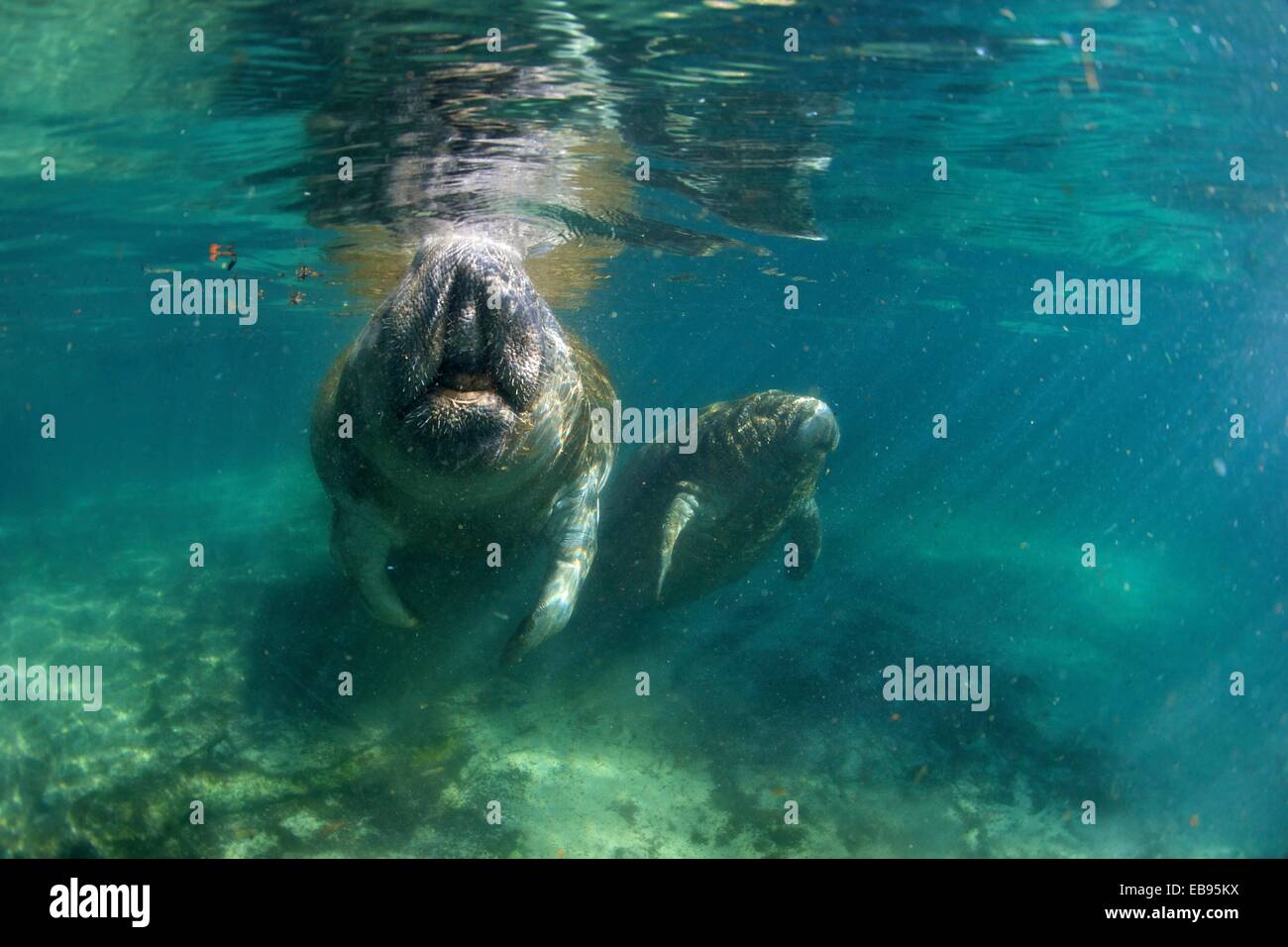 West Indian Manatee: Filmed on location at Crystal River National Wildlife Refuge Crystal River Florida courtesy of the U S Stock Photo