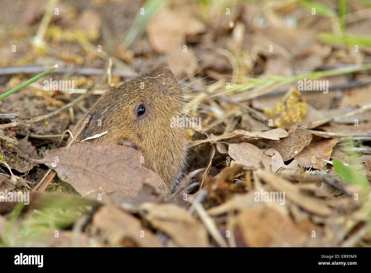 Pocket gopher emerging from its burrow Stock Photo Alamy