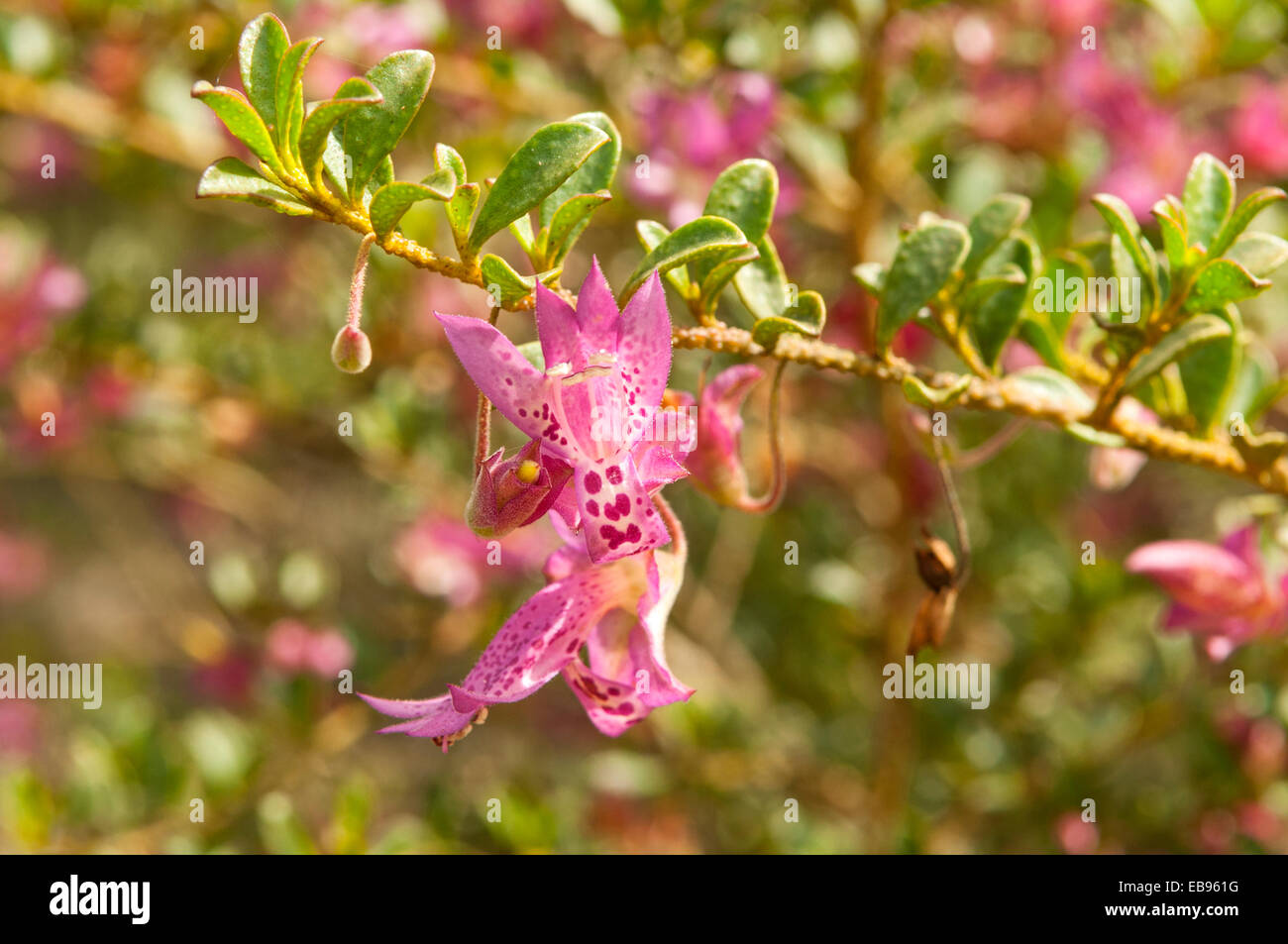 Eremophila purpurascens hi-res stock photography and images - Alamy