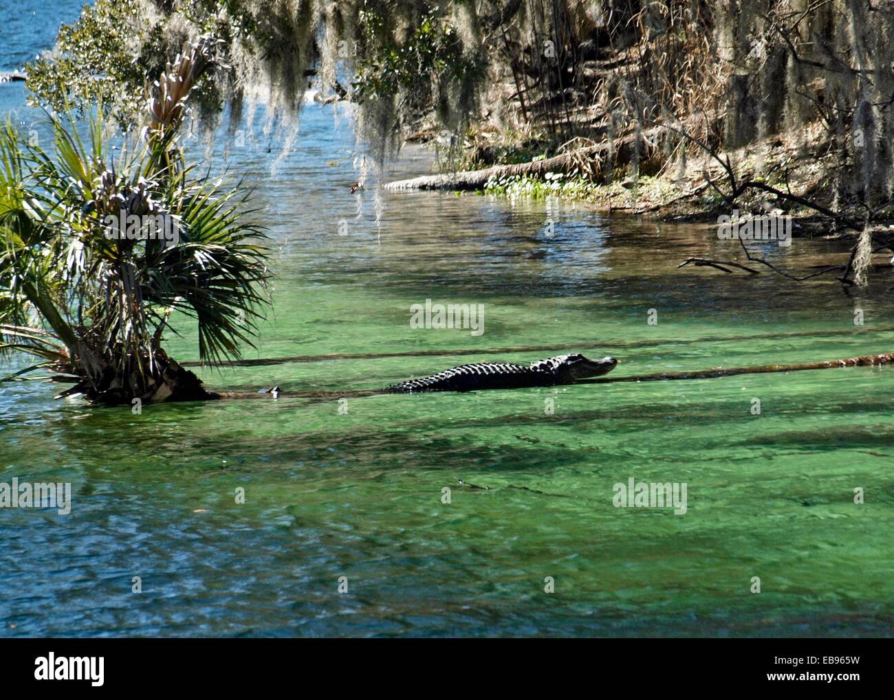 American alligator Alligator mississippiensis Alligators live Stock